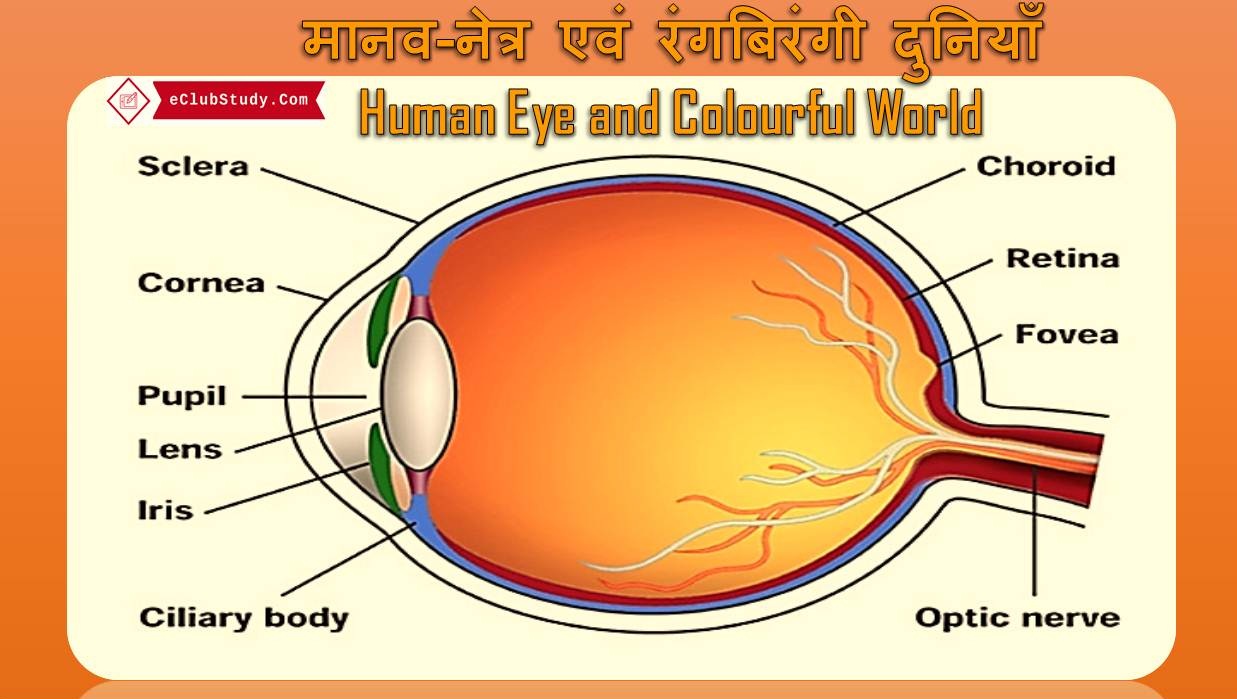 Human Eye and Colourful World in Hindi
